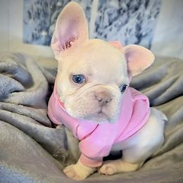 French Bulldog Puppies from Lilac City Frenchies
