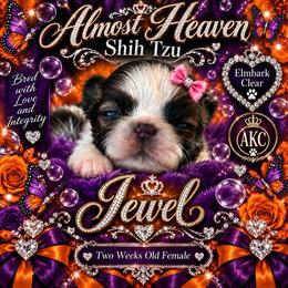 Jewel - Brindle and white female Shih Tzu puppy in Dallas, Texas from Almost Heaven Shih Tzu