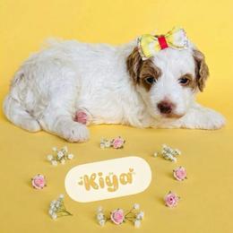 Kiya - Parti female Goldendoodle puppy in American Fork, Utah from Kym’s Micro Mini Goldendoodles