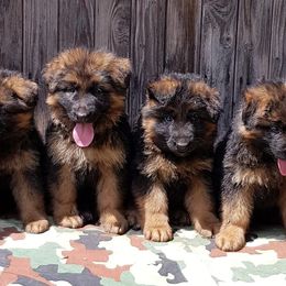 German Shepherd Puppies from Von Mello Shepherds