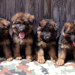 German Shepherd Puppies from Von Mello Shepherds