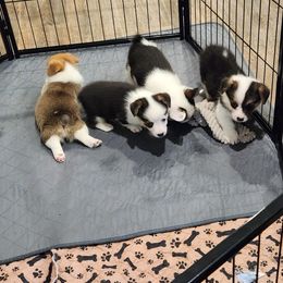 Pembroke Welsh Corgi Puppies from Lindsey's Lovely Little Corgis