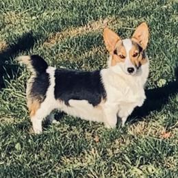 Tiki - American Corgi