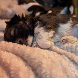 Shih Tzu Puppies from We Shih Tzu Not!