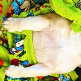 French Bulldogs from Bully Mates