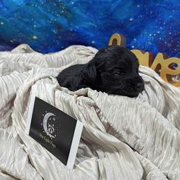 Scrooge - Black male Maltipoo puppy in Neosho, Missouri from Star Light Pups