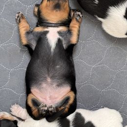 Dachshund Puppies from Sweet As Pie Doxies