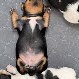 Dachshund Puppies from Sweet As Pie Doxies