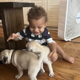 Pug Puppies from 901 Pugs