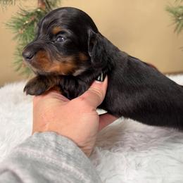 Black and tan girl 2 - Black and tan female Dachshund puppy in Empire, Alabama from Heart of Dixie Kennel
