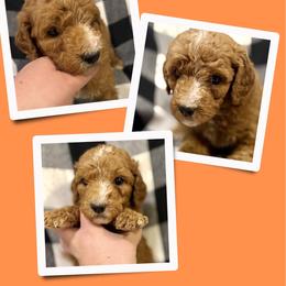 Faith - Red  female Goldendoodle puppy in Bluefield, Virginia from Love on a Leash