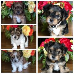 Shorkie Puppies from Deborah Reinwalds