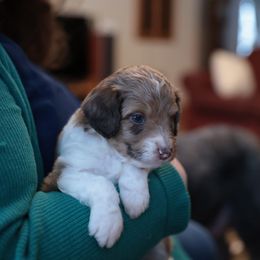 Aussiedoodle Puppies from Doodle Paws Pups