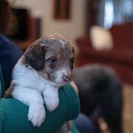 Aussiedoodle Puppies from Doodle Paws Pups