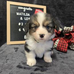 2 - green collar boy - Black and tan male Pembroke Welsh Corgi puppy in Harrisburg, Illinois from Parish Corgis