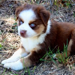 Miniature Australian Shepherd Puppies from AussiesRus