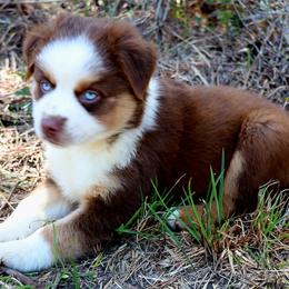 Miniature Australian Shepherd Puppies from AussiesRus
