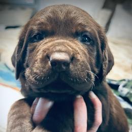 Mary Ann - Chocolate female Labrador Retriever puppy in Penn Valley, California from High Quality Labrador Retrievers and French Bulldogs
