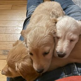 Dachshund Puppies from Carlin's Weiner Haus