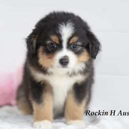 BTM 2 - Black tri male Toy Australian Shepherd puppy in Russellville, Arkansas from Rockin H Aussies