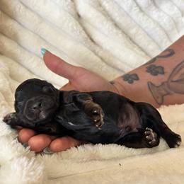 Bryan - Black and gold male Yorkipoo puppy in Calimesa, California from Teakwoodpoodleofsocal