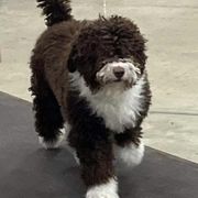 Spanish Water Dog Puppies from LIJA Spanish Water Dogs