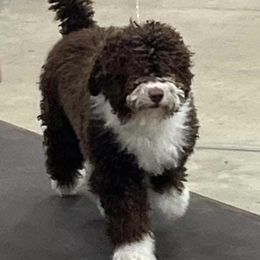 Spanish Water Dog Puppies from LIJA Spanish Water Dogs
