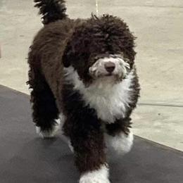 Spanish Water Dog Puppies from LIJA Spanish Water Dogs