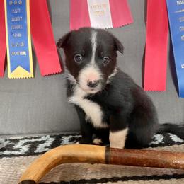 Ayla - Black and white female Border Collie puppy in Aledo, Illinois from Claycreek Ranch