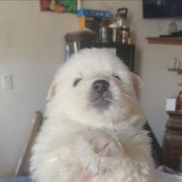 Chip - White male American Eskimo Dog puppy in Grants Pass, Oregon from SnH Eskies