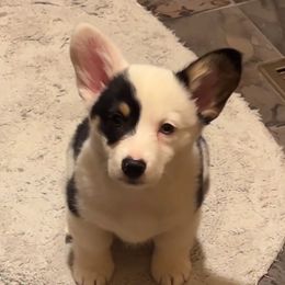 American Corgi and Pembroke Welsh Corgi Puppies from Beebe’s Corgis