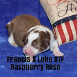 Miniature American Shepherd Puppies from MarLoWin Miniature American Shepherds