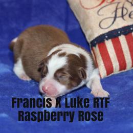 Miniature American Shepherd Puppies from MarLoWin Miniature American Shepherds