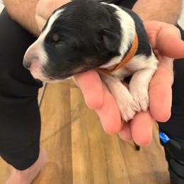 Orange - Tri-color male Border Collie puppy in Palmetto Bay, Florida from Hill Valley Border Collies