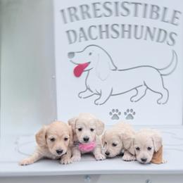 Gina - Cream female Dachshund puppy in Richmond, Virginia from Irresistible Dachshunds & Cavaliers