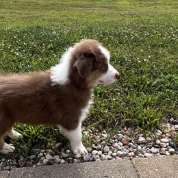 Sunshine RTM - Red tri-color Australian Shepherd puppy in Kansas City, Kansas from A Beautiful Soul Aussies