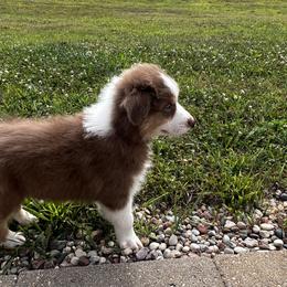 Sunshine RTM - Red tri-color Australian Shepherd puppy in Kansas City, Kansas from A Beautiful Soul Aussies