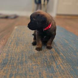 Valentino (red) - Black brindle male Dutch Shepherd puppy in Signal Mountain, Tennessee from Torgun Police Dogs