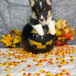 Boy 4 - Black and tan male Pembroke Welsh Corgi puppy in Surprise, Arizona from Ruff and Rowdy Corgis