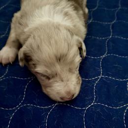 Merle 2 - Red merle male Border Collie puppy in Williston, Florida from CP FARMS BORDER COLLIES N JACKS CORP