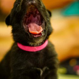Pink collar girl - Black brindle male Dutch Shepherd puppy in Howey In The Hills, Florida from MAC K9 Dutch Shepherds