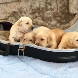 Golden Retriever Puppies from Darmorr Golden's