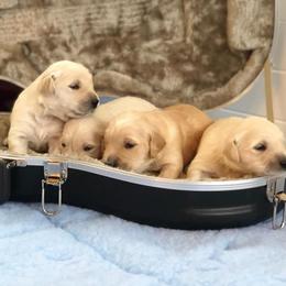 Golden Retriever Puppies from Darmorr Golden's