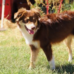 Kimber - Miniature Australian Shepherd