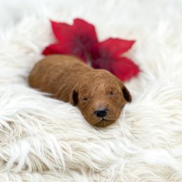 David - Red  male Goldendoodle puppy in Davison, Michigan from Dreaming Doodles