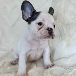 Boy 2 - Blue male French Bulldog puppy in City Of Industry, California from Cert. Frenchies