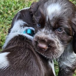 English Springer Spaniel Puppies from Bedell's Riverdog Run