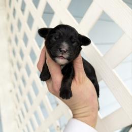 Girl 2 - Black female Bernedoodle puppy in Wamego, Kansas from Doodles of Oz