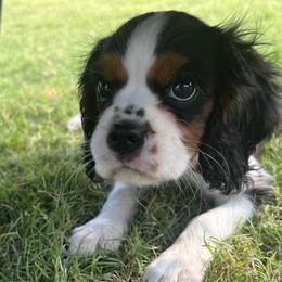 Cavalier King Charles Spaniels from Small Town Cavaliers