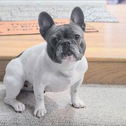 Pepper - French Bulldog